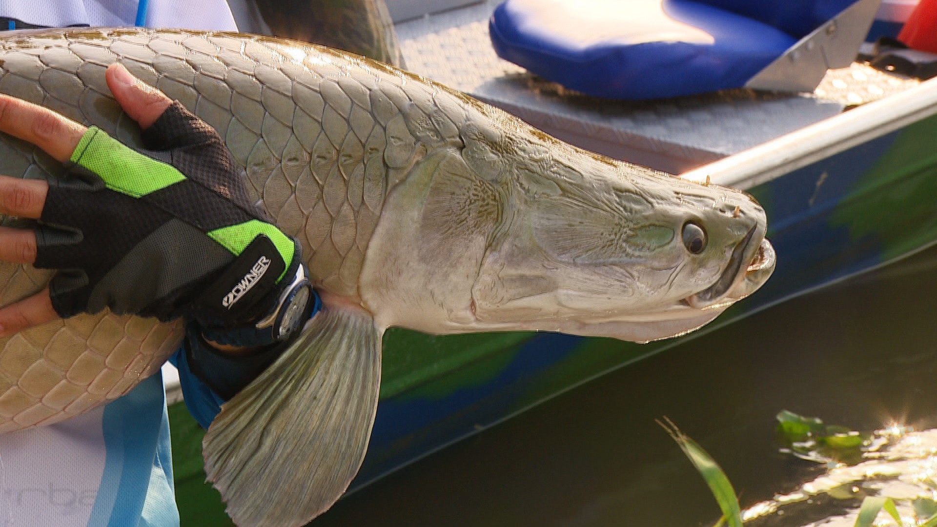 Preço do Pirarucu para Produtores em Rondônia Varia Quase 50%, Aponta Pesquisa da Emater-RO